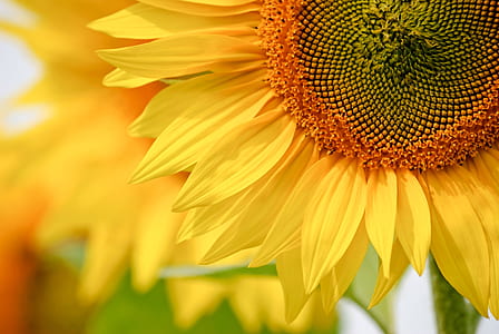 close-up photo of sunflower thumbnail