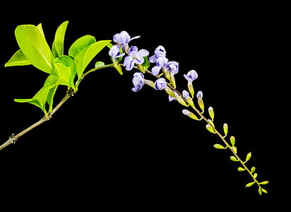 purple petaled flowers against black background thumbnail