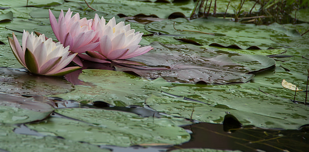 Water Lilies, Flowers thumbnail