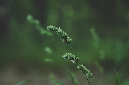 Close-up Photo Of Green Leaf Plant thumbnail