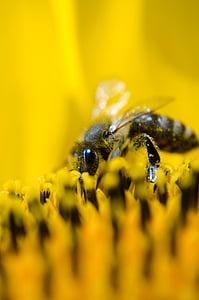 focal focus photography of bee polenating thumbnail