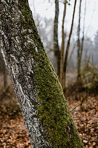 Autumn walk to the forest in foggy weather thumbnail