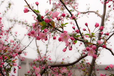 pink cherry blossom in bloom thumbnail
