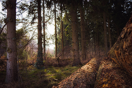 black and green high trees under white sky at daytime thumbnail