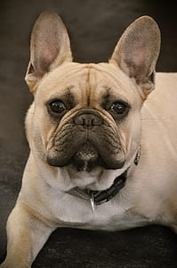 adult brown French bulldog thumbnail