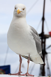 seagull on white surface thumbnail