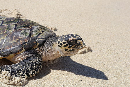 black and brown turtle on sand thumbnail