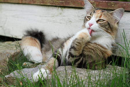calico cat licking paw while lying on ground beside grass at daytime thumbnail