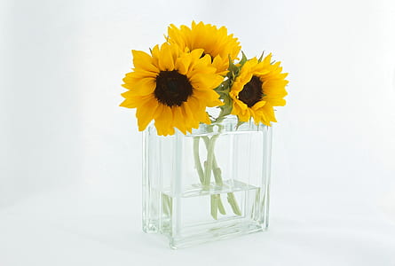three yellow sunflowers in clear glass vase with water thumbnail