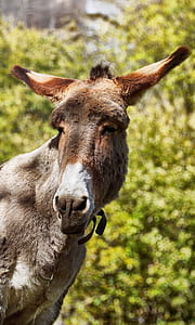 selective focus photography of brown donkey thumbnail