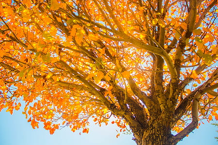 yellow and orange tree low-angle photography at daytime thumbnail