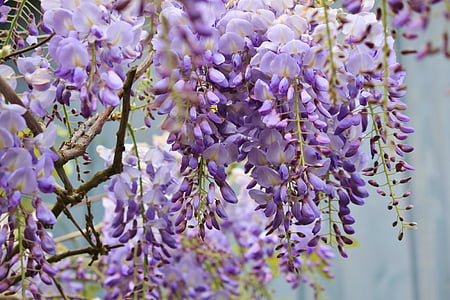 shallow focus photography of white and purple flowers thumbnail