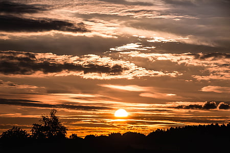 silhouette of trees during golden hour thumbnail