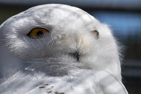shallow focus photography of white owl thumbnail
