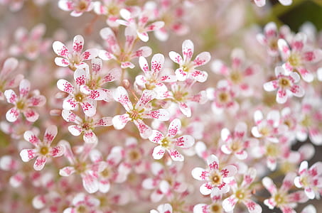 white-and-pink flower in close up photography thumbnail