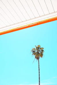 Coconut Tree at Daytime thumbnail