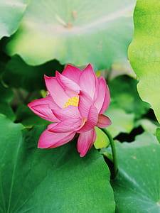 photography of pink lotus flower thumbnail