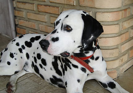 a dog of a white, short-haired breed with dark spots.rnLarge, powerful dogs are frequently targeted, including Akitas, chow chows, Dalmatians , Dobermans, German Shepherds, Great Danes, pit bulls, Rottweilers as well as mixes of these breeds.rn thumbnail