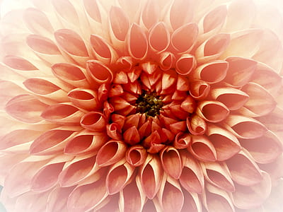 close-up photo of orange petaled flower thumbnail
