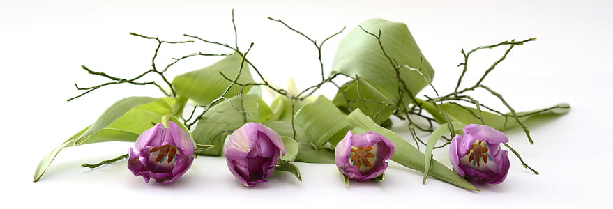 four purple petaled flowers thumbnail
