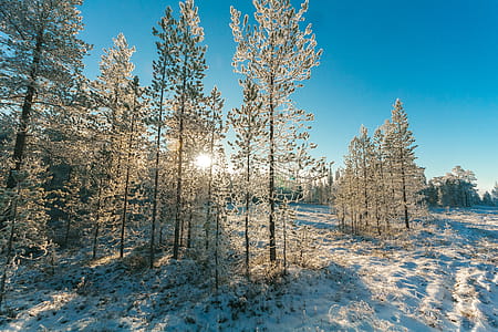 Snow Covered Trees and Mountain Slope thumbnail