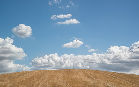 photo of grain field during daytime thumbnail
