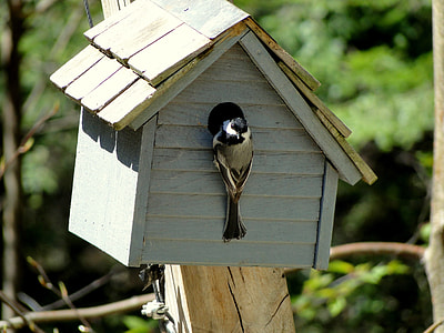 selective focus photography of black-capped chickadee perchin ong birdhouse thumbnail