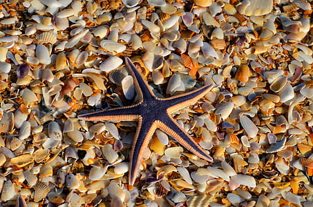 black and brown starfish on sheels thumbnail