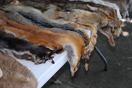 animal hides thumbnail