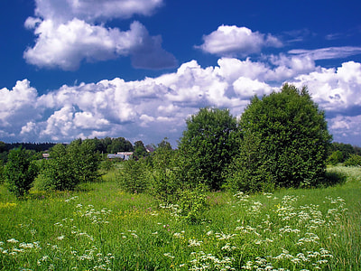 green trees under blue sky thumbnail