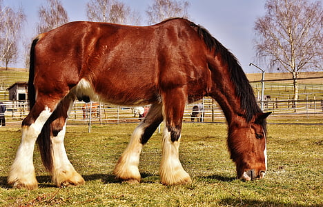 brown and white horse eating grass on farm thumbnail