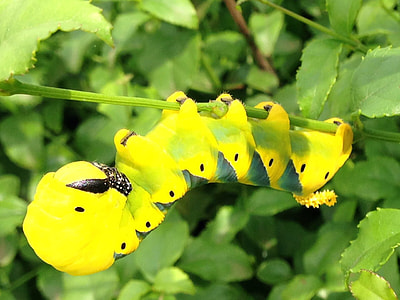 Larva of Death's-head hawkmoth - Acherontia atropos thumbnail