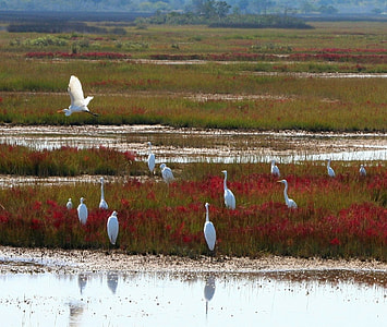 flock of white egrets on rice field thumbnail
