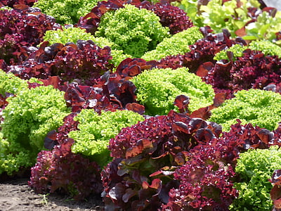 green and brown vegetables thumbnail