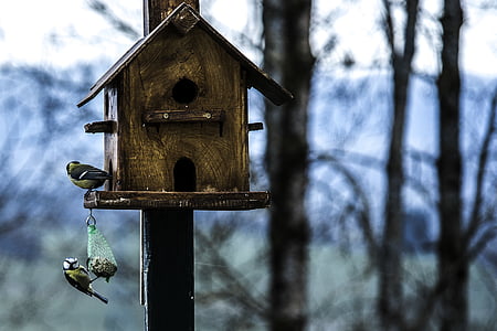 brown wooden house bird thumbnail