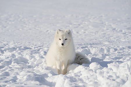 Arctic fox sitting on snowfield at daytime thumbnail