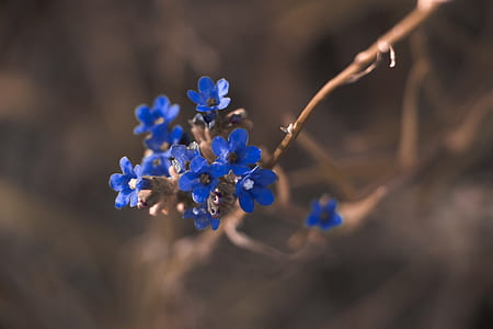 selective focus photography of blue petaled flowers thumbnail