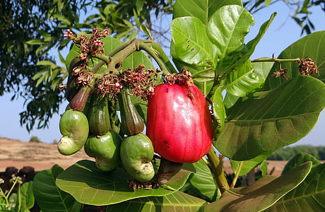 red fruit beside green leaf thumbnail