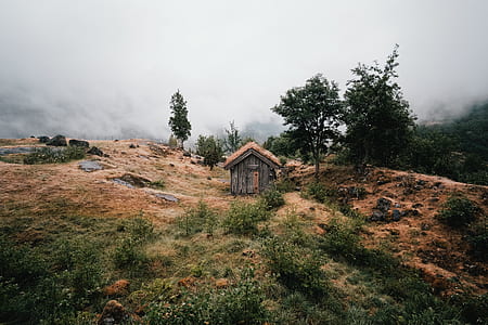 brown shed near trees thumbnail