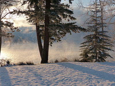 green pine trees planted on snow field under orange sunset thumbnail