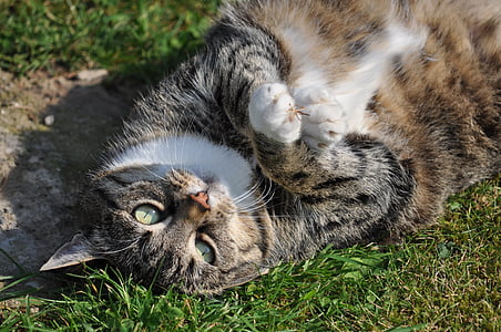 photo of silver tabby ca lying on grass thumbnail