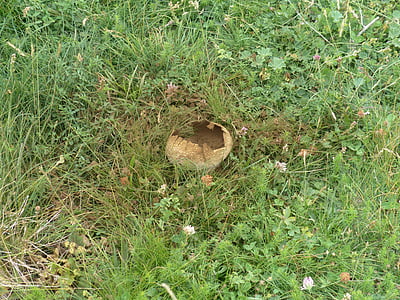 green grass thumbnail