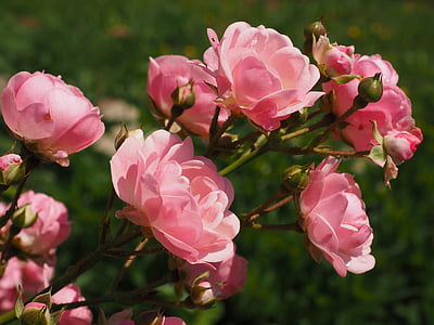 pink flowers macro photography thumbnail