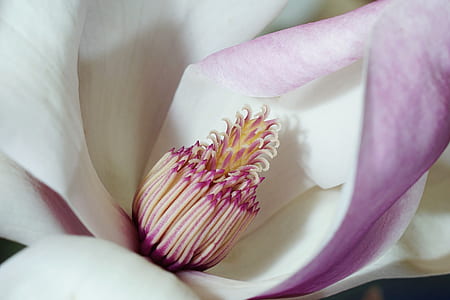 macro photography of pink and white magnolia flower thumbnail