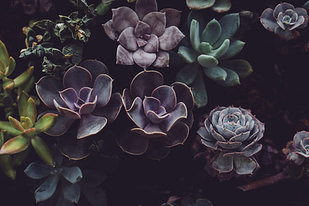 purple and green succulent plants thumbnail