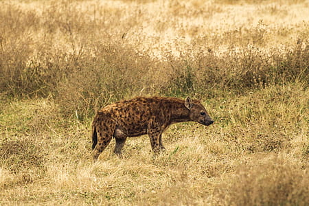 hyena on green grass field thumbnail