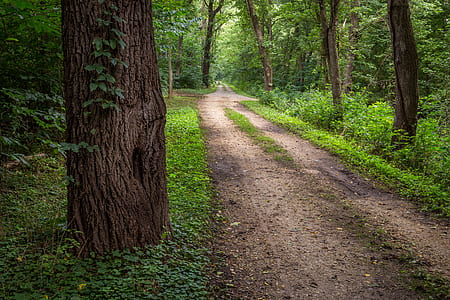 woodland passage thumbnail