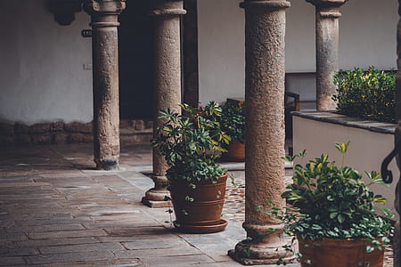 green leafed plant with brown ceramic pot in the middle of white pillars thumbnail