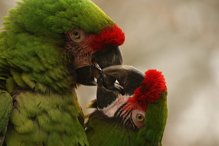 selective focus photography of red-fronted macaws thumbnail