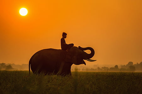 man on top of elephant during daytime thumbnail